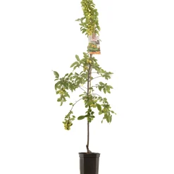 Fruitbomen|Ecocheques|ohgreen Sierappel malus professor sprenger laagstam