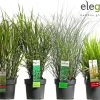 Ecocheques|Vaste Planten|ohgreen Siergrassen mix
