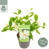 Struiken|Ecocheques|ohgreen Sinocalycanthus chinensis Venus
