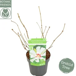 Struiken|Ecocheques|ohgreen Sinocalycanthus chinensis Venus
