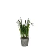 Sfeermakers|ohgreen Sneeuwklokje in witte plastic pot - h24xd8,5cm