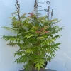 Struiken|Ecocheques|ohgreen Sorbaria sorbif Sem ( Lijsterbes spirea )