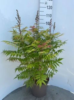 Struiken|Ecocheques|ohgreen Sorbaria sorbif Sem ( Lijsterbes spirea )
