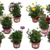 Voorjaar|Ecocheques|ohgreen Spaase margriet p10,5 h20