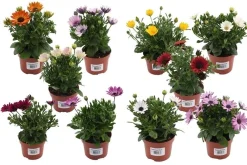 Voorjaar|Ecocheques|ohgreen Spaase margriet p10,5 h20