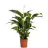 Ecocheques|Bloeiende Planten|ohgreen Spathiphyllum Sweet Lauretta (Lepelplant of Vredeslelie)
