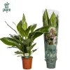 Ecocheques|Bloeiende Planten|ohgreen Spathiphyllum bingo (Lepelplant)