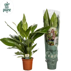 Ecocheques|Bloeiende Planten|ohgreen Spathiphyllum bingo (Lepelplant)