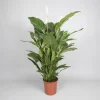 Ecocheques|Bloeiende Planten|ohgreen Spathiphyllum 'sweet sebastiano' (lepelplant)