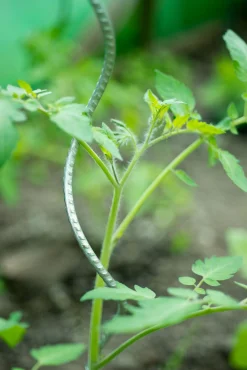 Bind En Steun|Ecocheques|ohgreen Spiraalvormige plantensteun