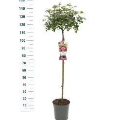 Struiken|Ecocheques|ohgreen Stamroos Rosa 'Bonita' Renaissance