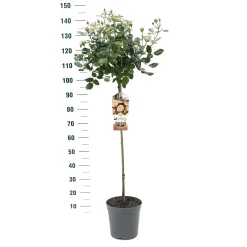 Struiken|Ecocheques|ohgreen Stamroos Rosa 'Gartnerprinzessin Marie-josé