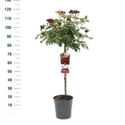 Struiken|Ecocheques|ohgreen Stamroos Rosa 'Red Leonardo da Vinci'