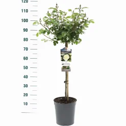 Struiken|Ecocheques|ohgreen Stamroos Rosa 'White Meilove'