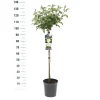 Struiken|Ecocheques|ohgreen Stamroos Rosa 'Wildberry'