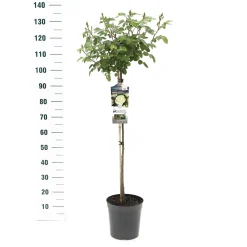 Struiken|Ecocheques|ohgreen Stamroos Rosa 'Wildberry'