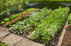 Bewatering|Ecocheques|ohgreen Startset voor bloembedden of moestuin