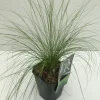Vaste Planten|Ecocheques|ohgreen Stipa tenuissima Ponytails
