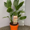Groene Planten|Ecocheques|ohgreen Strelitzia nicolai
