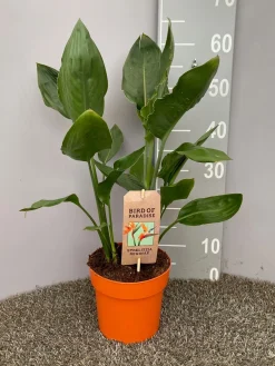 Groene Planten|Ecocheques|ohgreen Strelitzia nicolai
