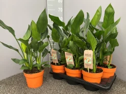 Groene Planten|Ecocheques|ohgreen Strelitzia nicolai