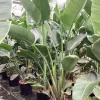 Groene Planten|Ecocheques|ohgreen Strelitzia nicolai