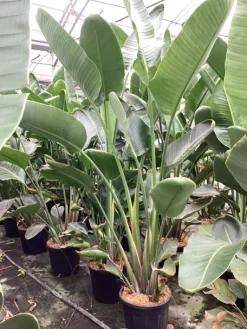 Groene Planten|Ecocheques|ohgreen Strelitzia nicolai