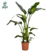 Ecocheques|Groene Planten|ohgreen Strelitzia nicolai