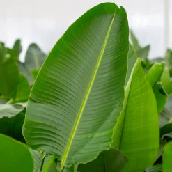 Groene Planten|Ecocheques|ohgreen Strelitzia Nicolai p24