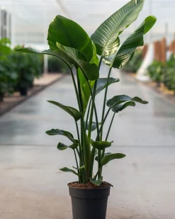 Groene Planten|Ecocheques|ohgreen Strelitzia Nicolai p24