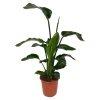 Groene Planten|Ecocheques|ohgreen Strelitzia (Paradijsvogelbloem)