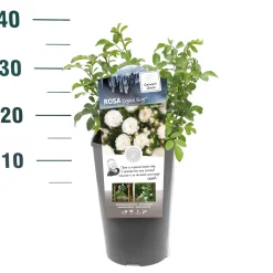 Struiken|Ecocheques|ohgreen Struikroos Rosa 'Cutie Pie'