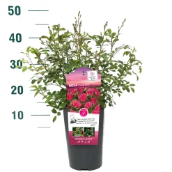 Struiken|Ecocheques|ohgreen Struikroos Rosa 'Madame Anisette'