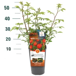 Struiken|Ecocheques|ohgreen Struikroos Rosa 'Our Last Summer'
