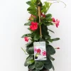 Voorjaar|Ecocheques|ohgreen Sundaville pyramide 2,5l