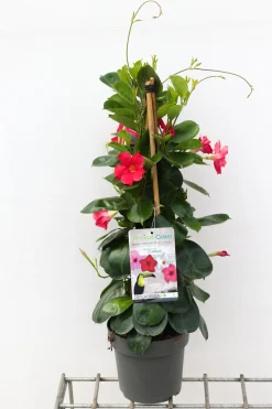 Voorjaar|Ecocheques|ohgreen Sundaville pyramide 2,5l