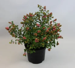 Struiken|Ecocheques|ohgreen Symphoricarpos Magical Galaxy