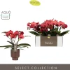 Ecocheques|Bloeiende Planten|ohgreen Tablo spritz emilia brown