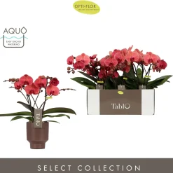 Ecocheques|Bloeiende Planten|ohgreen Tablo spritz emilia brown
