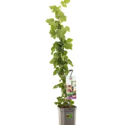 Fruitbomen|Ecocheques|ohgreen Tayberry 150 cm - kruising braam-framboos