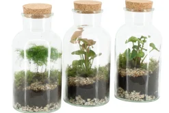 Composities En Terrariums|Ecocheques|ohgreen Terrarium