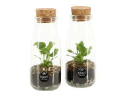 Composities En Terrariums|Ecocheques|ohgreen Terrarium arrangement