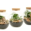 Composities En Terrariums|Ecocheques|ohgreen Terrarium arrangement
