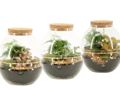 Composities En Terrariums|Ecocheques|ohgreen Terrarium arrangement