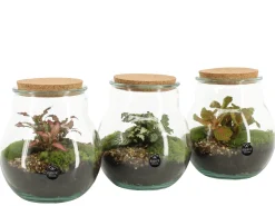 Composities En Terrariums|Ecocheques|ohgreen Terrarium arrangement