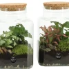 Composities En Terrariums|Ecocheques|ohgreen Terrarium arrangement