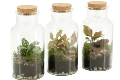 Composities En Terrariums|Ecocheques|ohgreen Terrarium arrangement