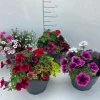 Voorjaar|Ecocheques|ohgreen Terrasplanten
