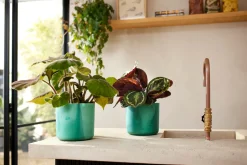 Potten En Vazen|Ecocheques|ohgreen The Ocean Collection 16cm Pacific green
