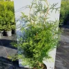 Struiken|Ecocheques|ohgreen Thuja occidentalis Brabant ( Levensboom )